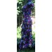 Inara floral